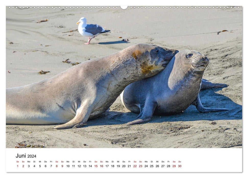 Robben und See-Elefanten (CALVENDO Wandkalender 2024)