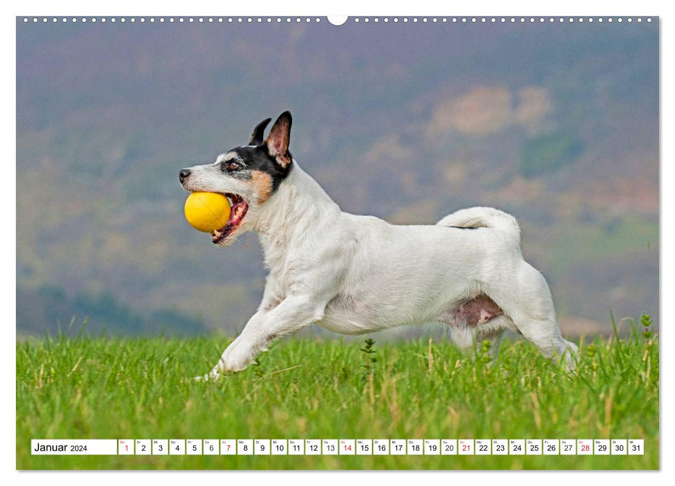 100 000 volts sur quatre pattes – Jack et Parson Russell Terrier (Calendrier mural CALVENDO Premium 2024) 