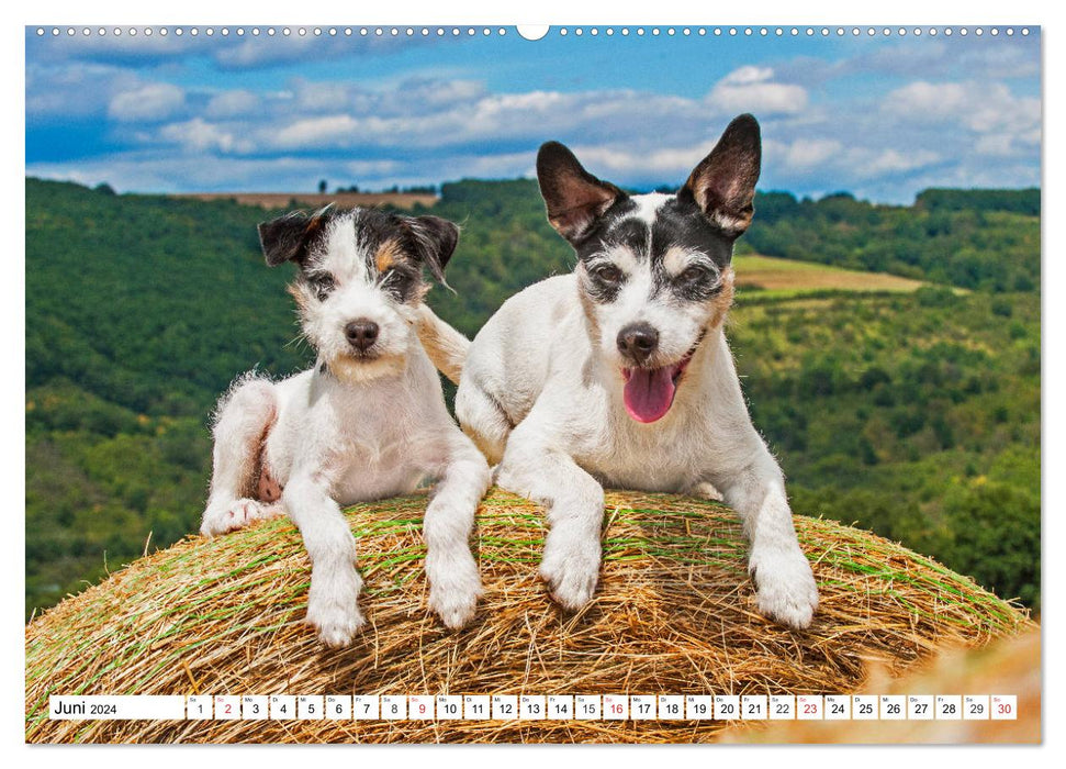 100000 Volt auf vier Pfoten - Jack und Parson Russell Terrier (CALVENDO Premium Wandkalender 2024)