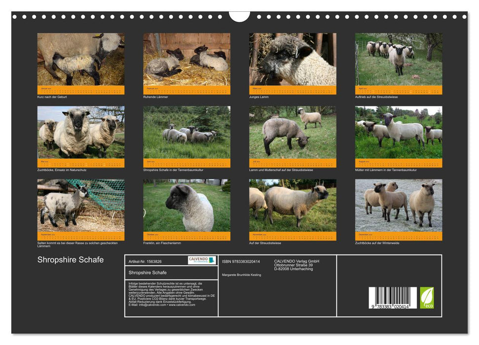 Mouton du Shropshire (calendrier mural CALVENDO 2024) 