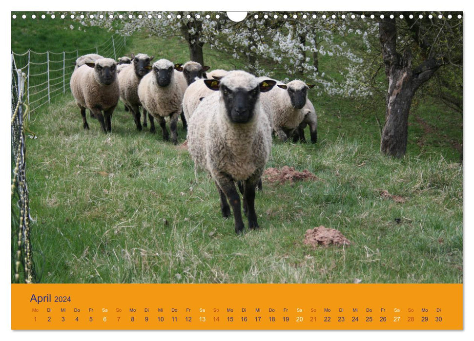 Mouton du Shropshire (calendrier mural CALVENDO 2024) 