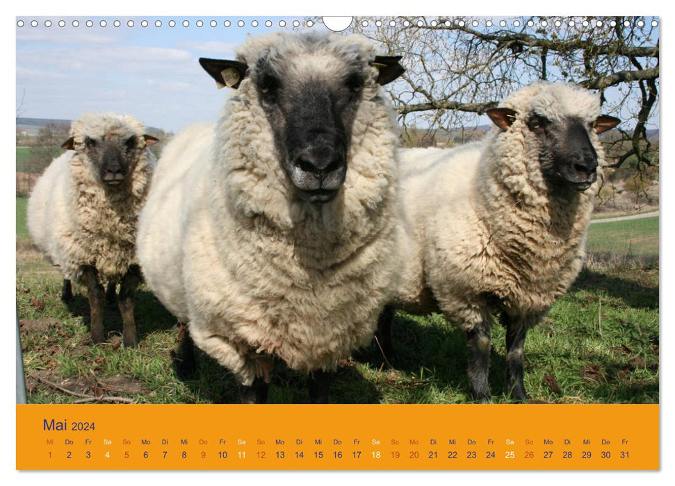 Mouton du Shropshire (calendrier mural CALVENDO 2024) 