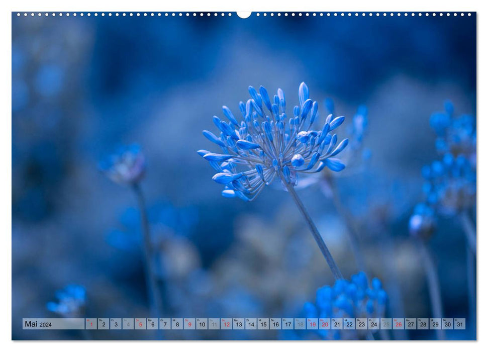 Farbenfroher Blütentraum (CALVENDO Wandkalender 2024)