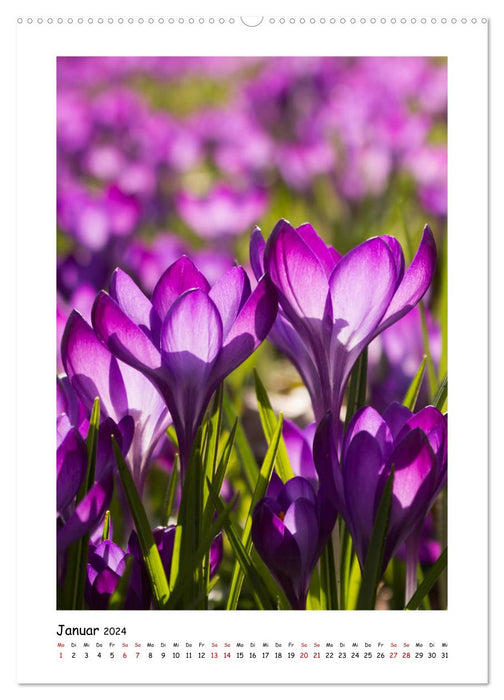 Magie des fleurs violettes (Calendrier mural CALVENDO 2024) 