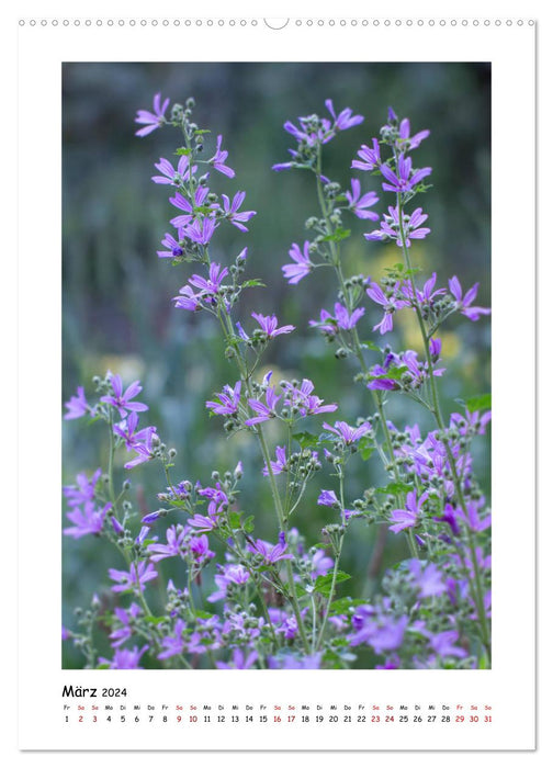 Magie des fleurs violettes (Calendrier mural CALVENDO 2024) 