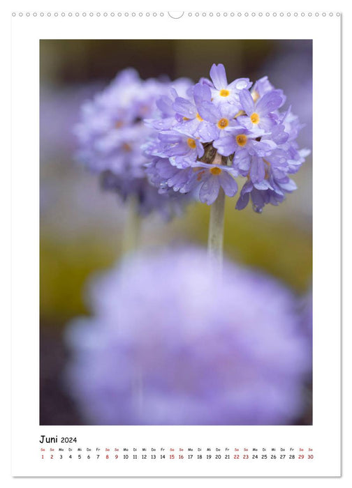 Magie des fleurs violettes (Calendrier mural CALVENDO 2024) 