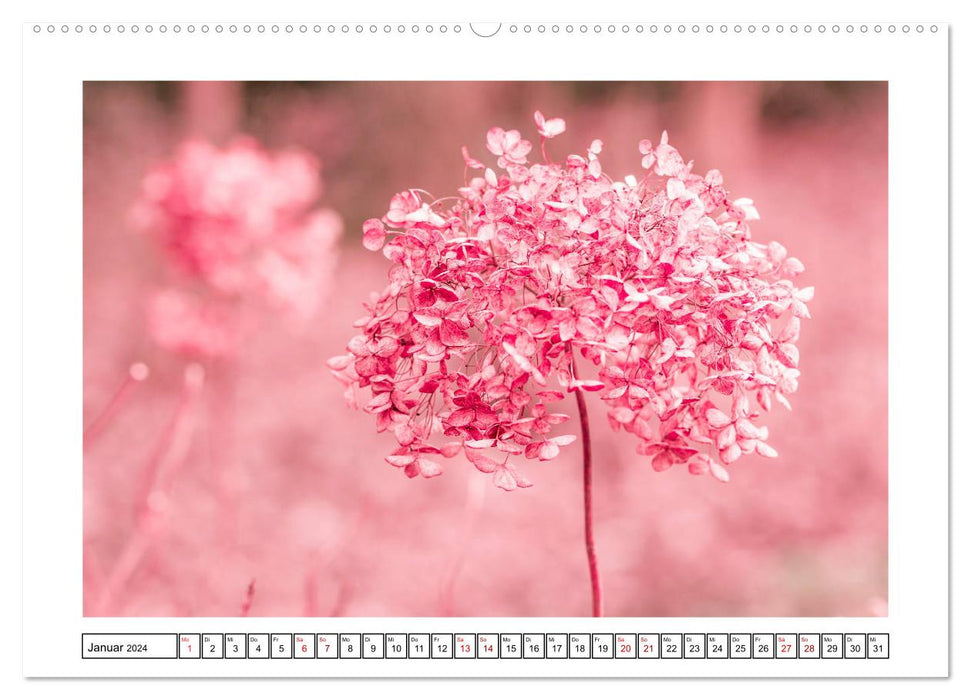 Hortensias en automne (calendrier mural CALVENDO 2024) 