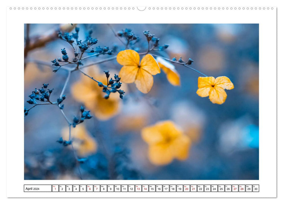 Hortensias en automne (calendrier mural CALVENDO 2024) 