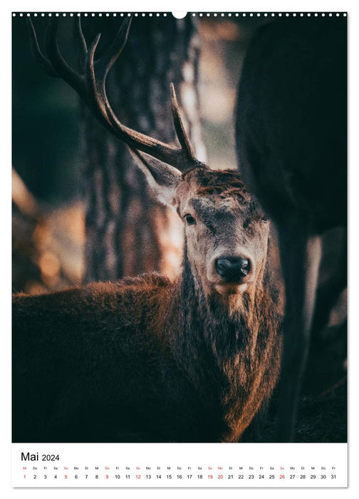 Voisins sauvages : cerf (calendrier mural CALVENDO 2024) 