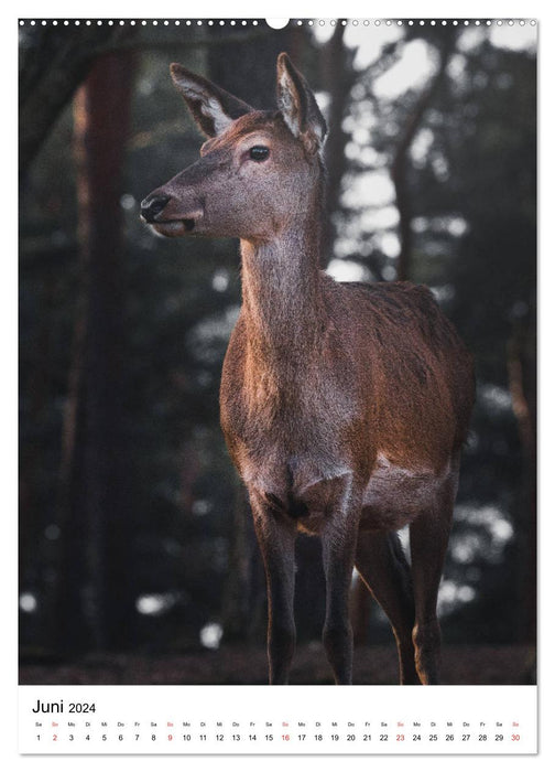 Voisins sauvages : cerf (calendrier mural CALVENDO 2024) 