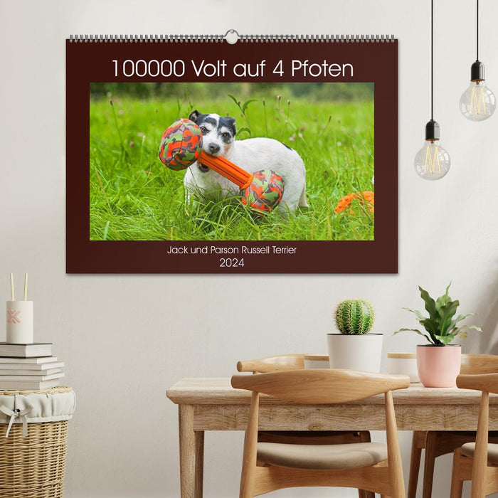 100 000 volts sur quatre pattes - Jack et Parson Russell Terrier (calendrier mural CALVENDO 2024) 
