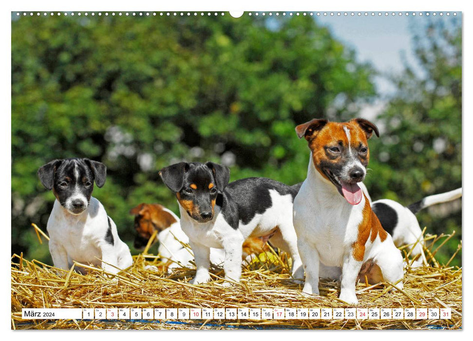 100000 Volt auf vier Pfoten - Jack und Parson Russell Terrier (CALVENDO Wandkalender 2024)
