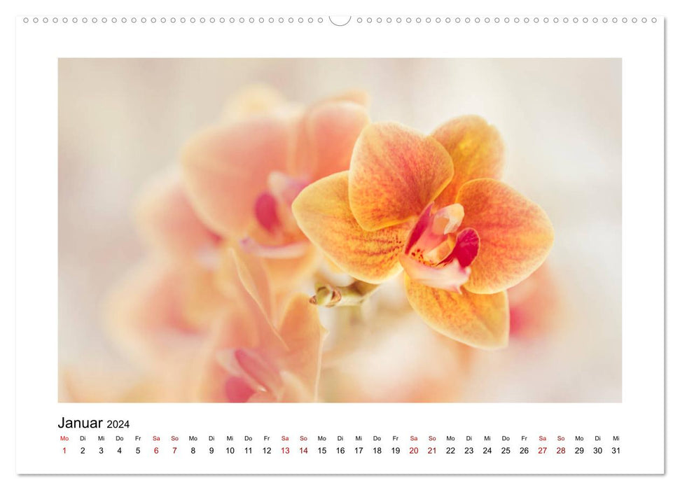 Oranger Blütentraum (CALVENDO Premium Wandkalender 2024)