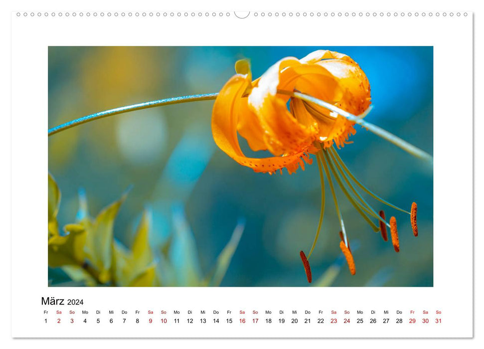 Oranger Blütentraum (CALVENDO Premium Wandkalender 2024)