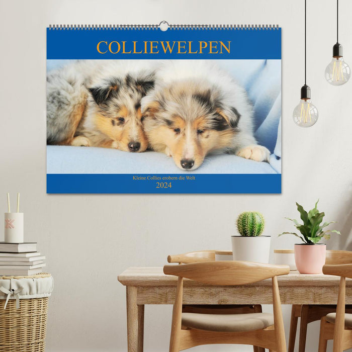Chiots Collie - les petits colley conquièrent le monde (Calendrier mural CALVENDO 2024) 