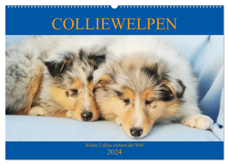 Colliewelpen - kleine Collies erobern die Welt (CALVENDO Wandkalender 2024)
