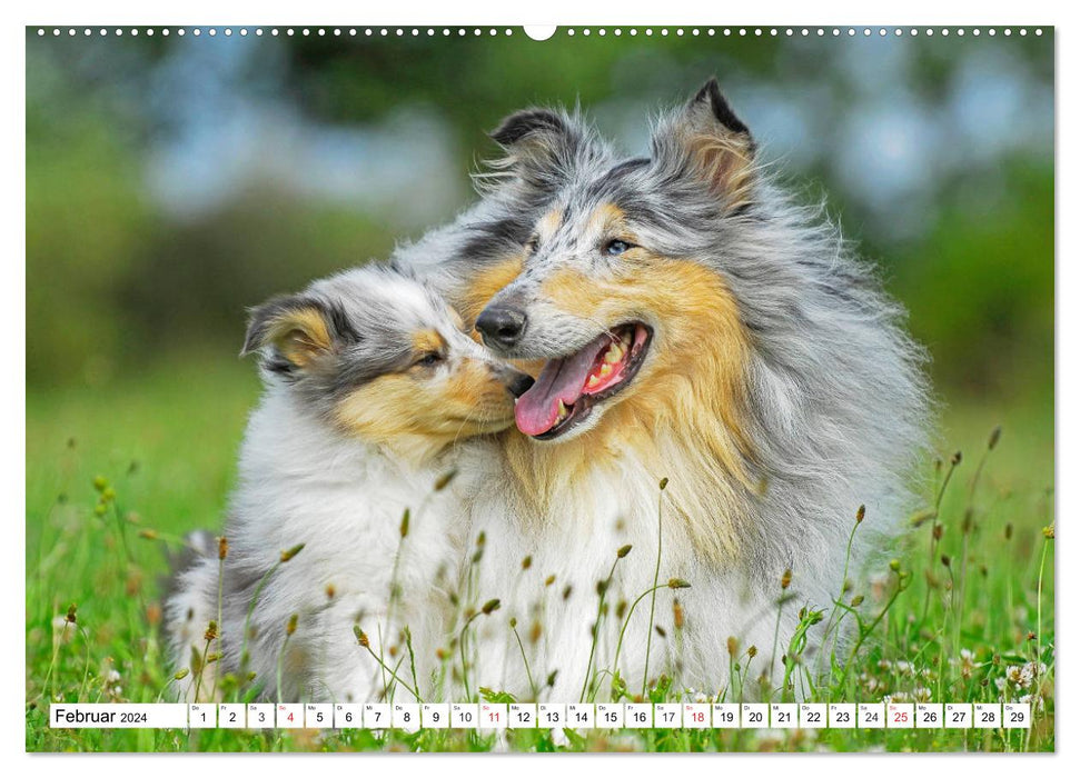 Colliewelpen - kleine Collies erobern die Welt (CALVENDO Wandkalender 2024)