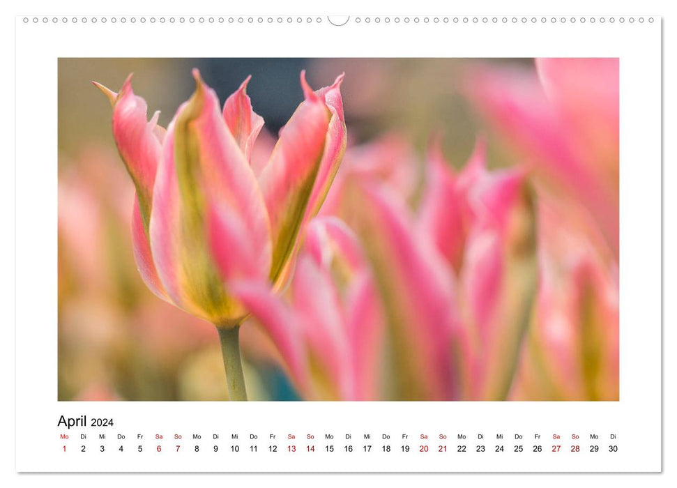 Rosa Blütentraum (CALVENDO Premium Wandkalender 2024)