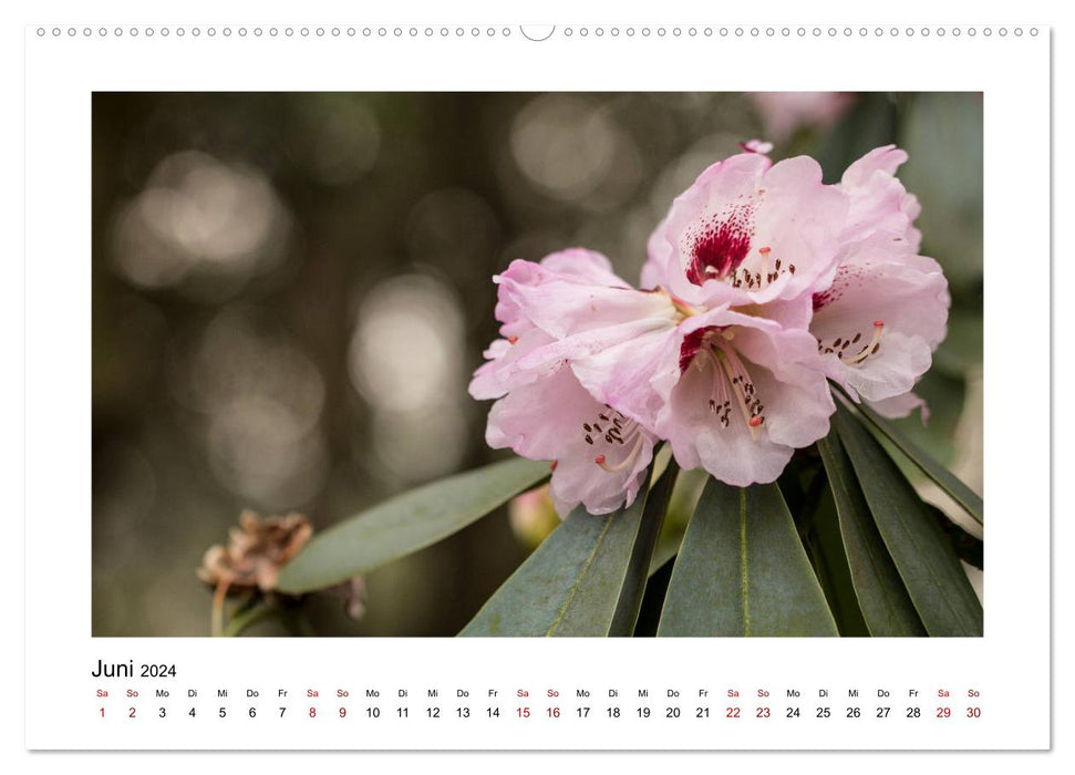 Rosa Blütentraum (CALVENDO Premium Wandkalender 2024)