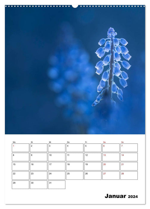 Blütentraum in Blau (CALVENDO Premium Wandkalender 2024)