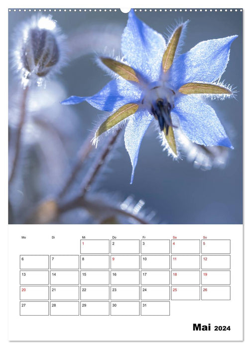 Rêve de fleurs en bleu (Calendrier mural CALVENDO Premium 2024) 