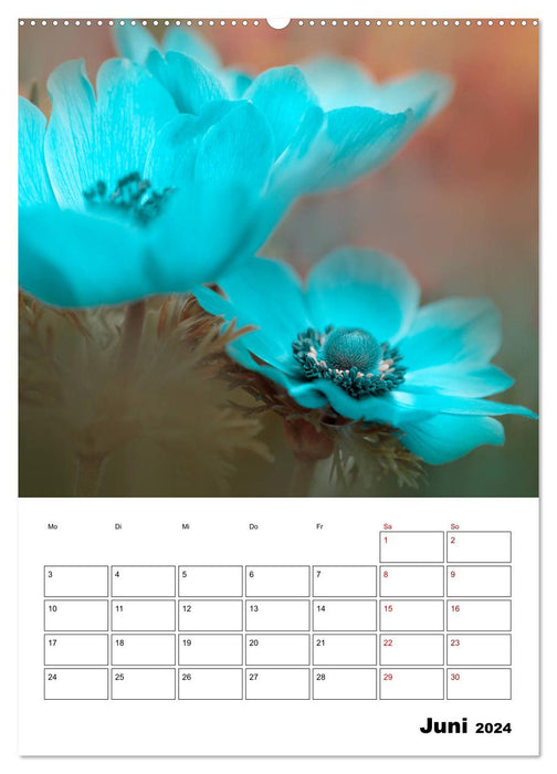 Rêve de fleurs en bleu (Calendrier mural CALVENDO Premium 2024) 