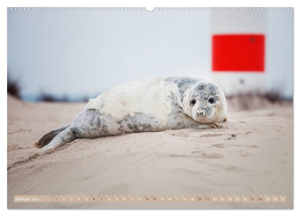 Kegelrobben - Die Kegelrobben von Helgoland (CALVENDO Premium Wandkalender 2024)