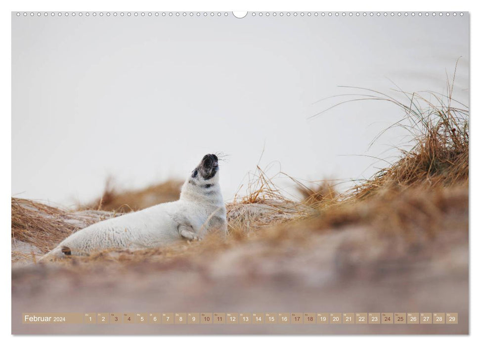 Phoques gris – Les phoques gris d'Heligoland (Calvendo Premium Wall Calendar 2024) 