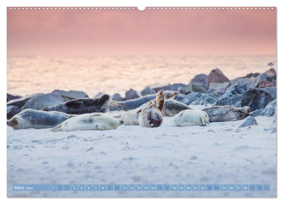 Phoques gris – Les phoques gris d'Heligoland (Calvendo Premium Wall Calendar 2024) 