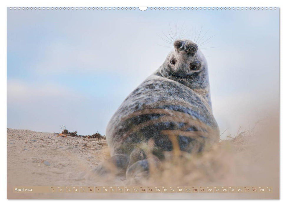 Phoques gris – Les phoques gris d'Heligoland (Calvendo Premium Wall Calendar 2024) 