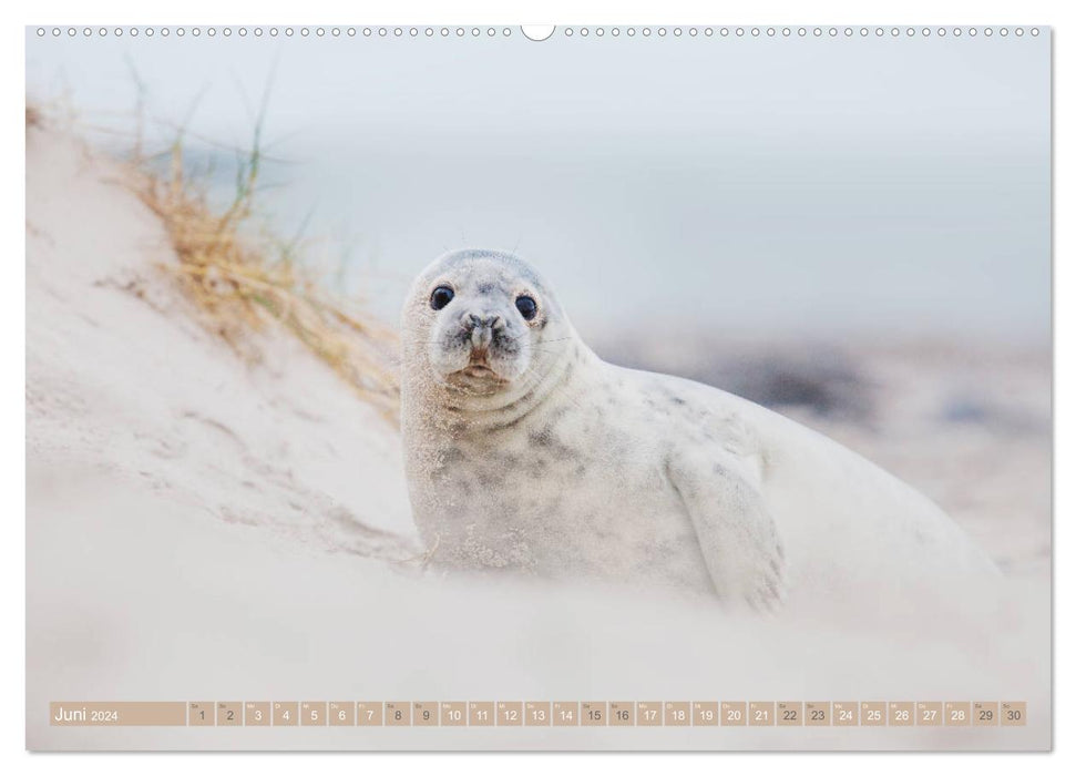 Phoques gris – Les phoques gris d'Heligoland (Calvendo Premium Wall Calendar 2024) 