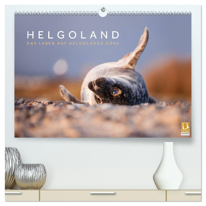 Helgoland – La vie sur les dunes de Helgoland (Calvendo Premium Wall Calendar 2024) 