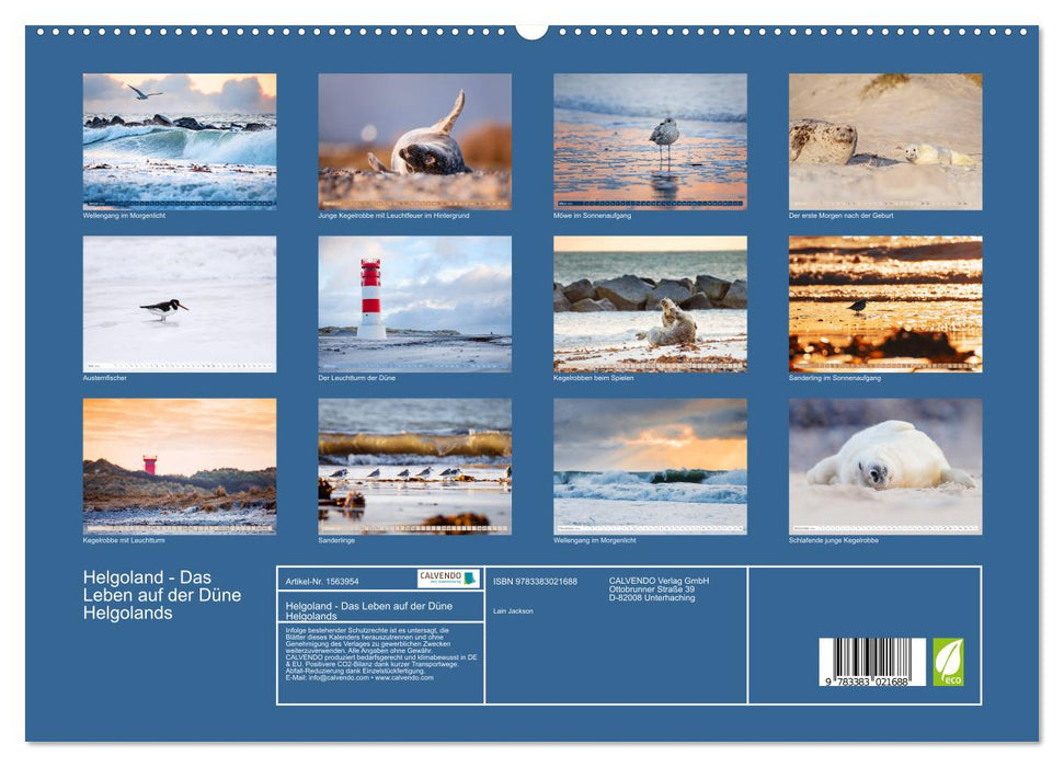 Helgoland – La vie sur les dunes de Helgoland (Calvendo Premium Wall Calendar 2024) 