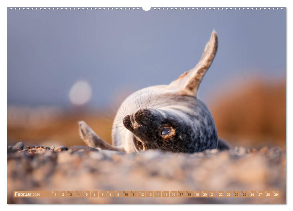 Helgoland – La vie sur les dunes de Helgoland (Calvendo Premium Wall Calendar 2024) 