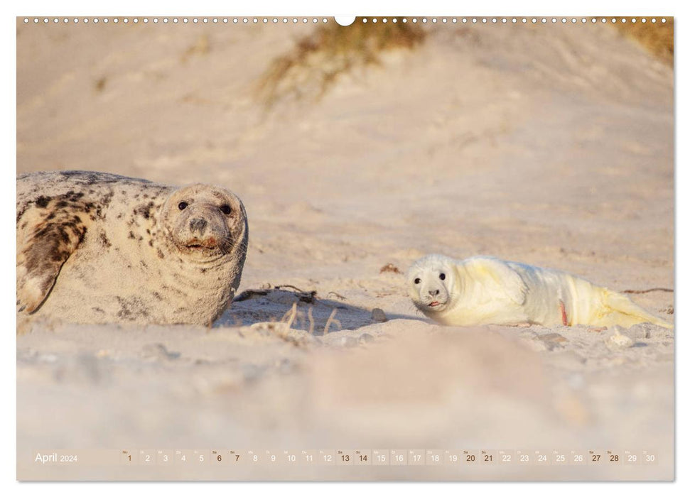 Helgoland – La vie sur les dunes de Helgoland (Calvendo Premium Wall Calendar 2024) 