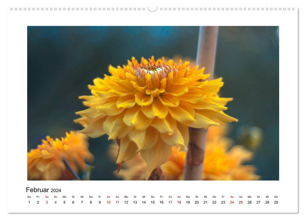 Oranger Blütentraum (CALVENDO Wandkalender 2024)
