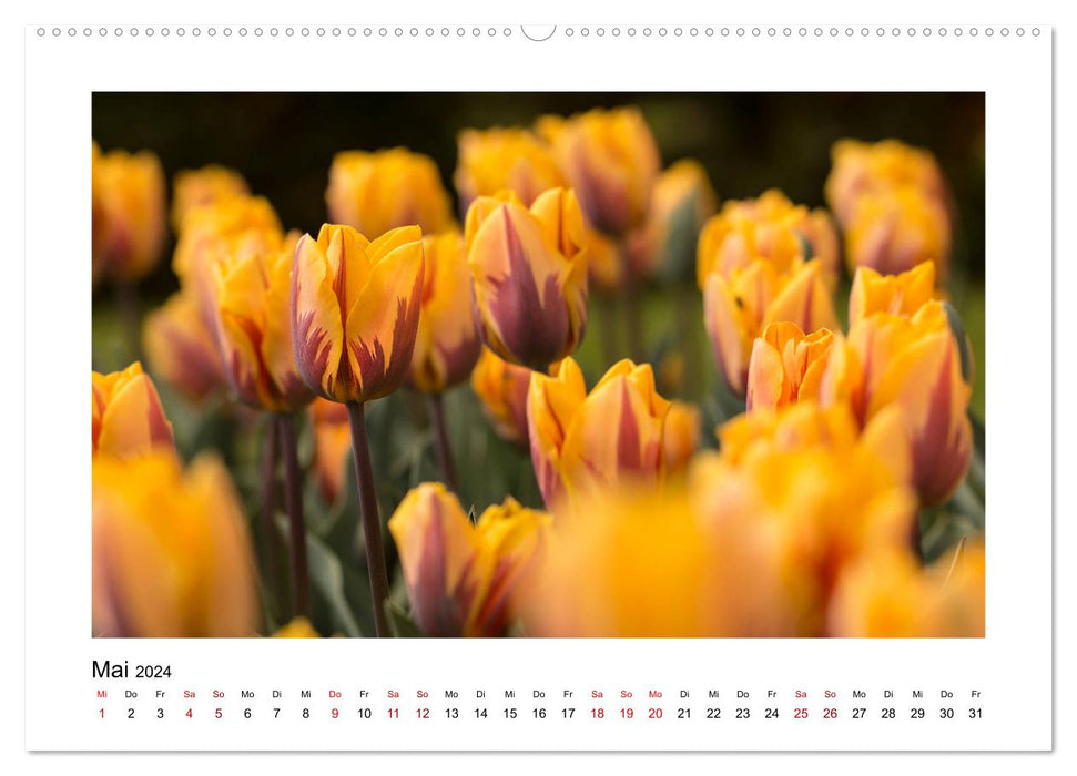 Oranger Blütentraum (CALVENDO Wandkalender 2024)