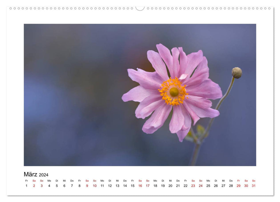 Pink flower dream (CALVENDO wall calendar 2024) 