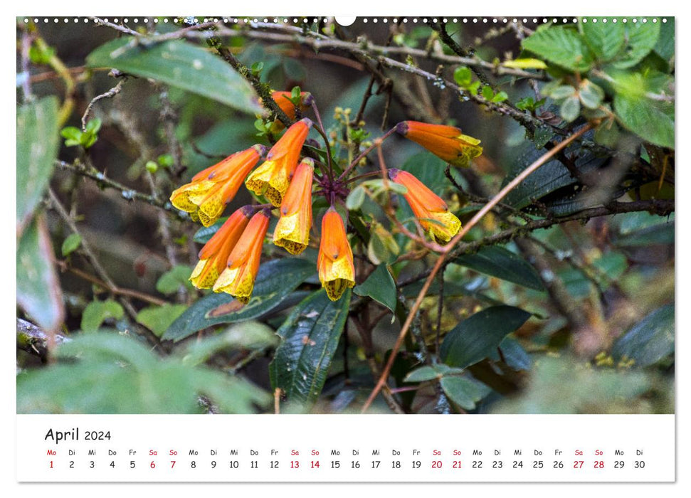 Ecuador - In the footsteps of Alexander von Humboldt (CALVENDO wall calendar 2024) 