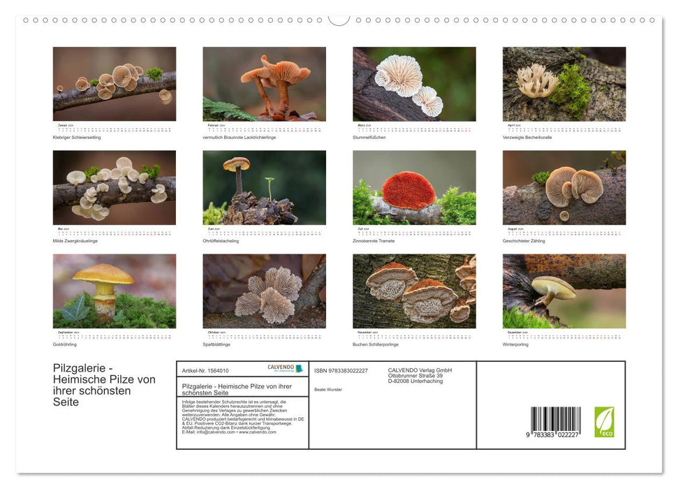 Pilzgalerie - Heimische Pilze von ihrer schönsten Seite (CALVENDO Premium Wandkalender 2024)