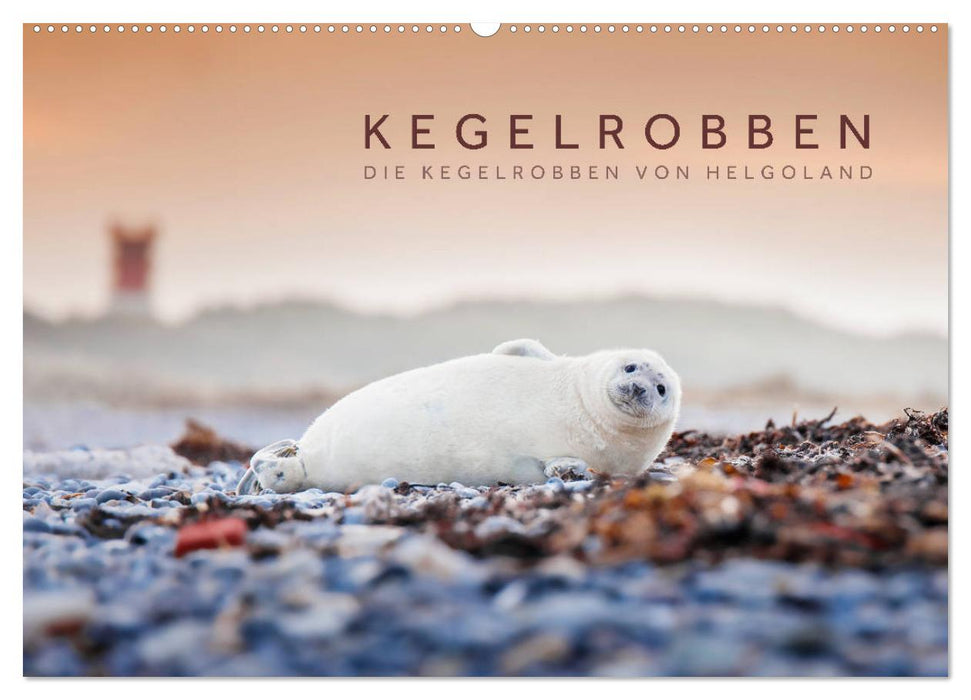 Gray seals - The gray seals of Helgoland (CALVENDO wall calendar 2024) 