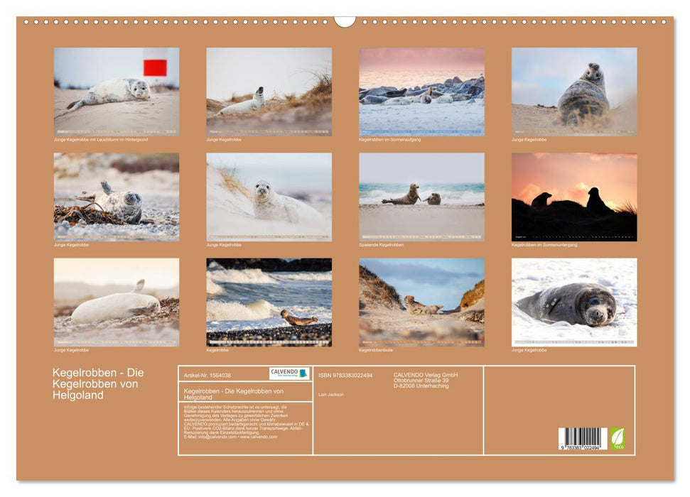 Gray seals - The gray seals of Helgoland (CALVENDO wall calendar 2024) 