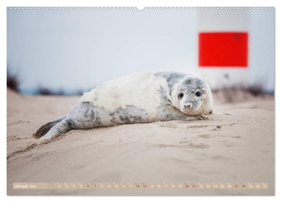 Gray seals - The gray seals of Helgoland (CALVENDO wall calendar 2024) 