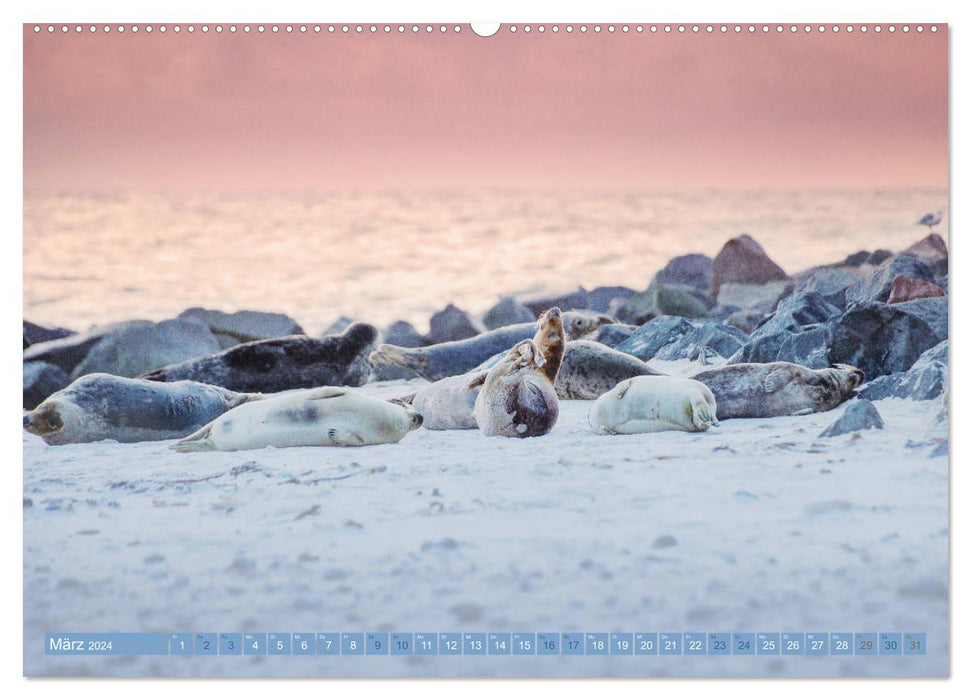 Gray seals - The gray seals of Helgoland (CALVENDO wall calendar 2024) 