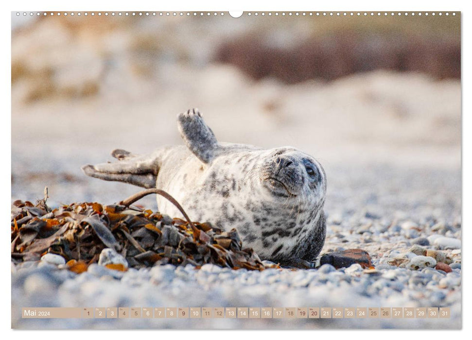 Kegelrobben - Die Kegelrobben von Helgoland (CALVENDO Wandkalender 2024)