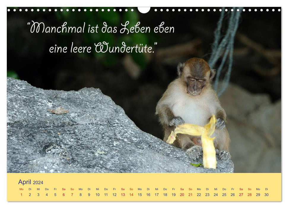 Sind Tiere die weiseren Menschen? Tierisch witzige Sprüche (CALVENDO Wandkalender 2024)