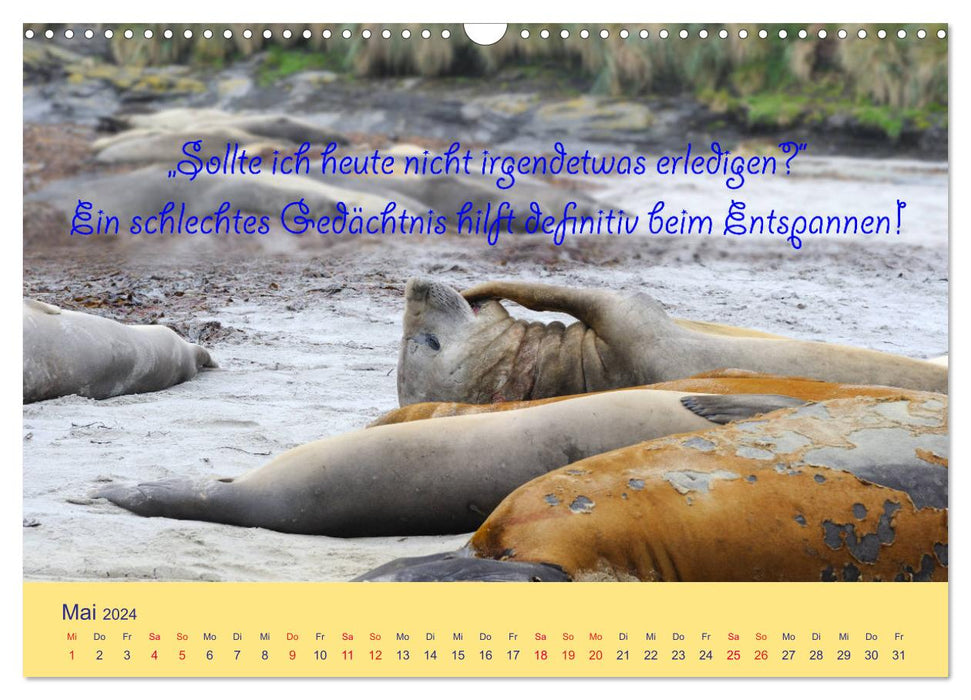 Are animals wiser people? Funny animal sayings (CALVENDO wall calendar 2024) 