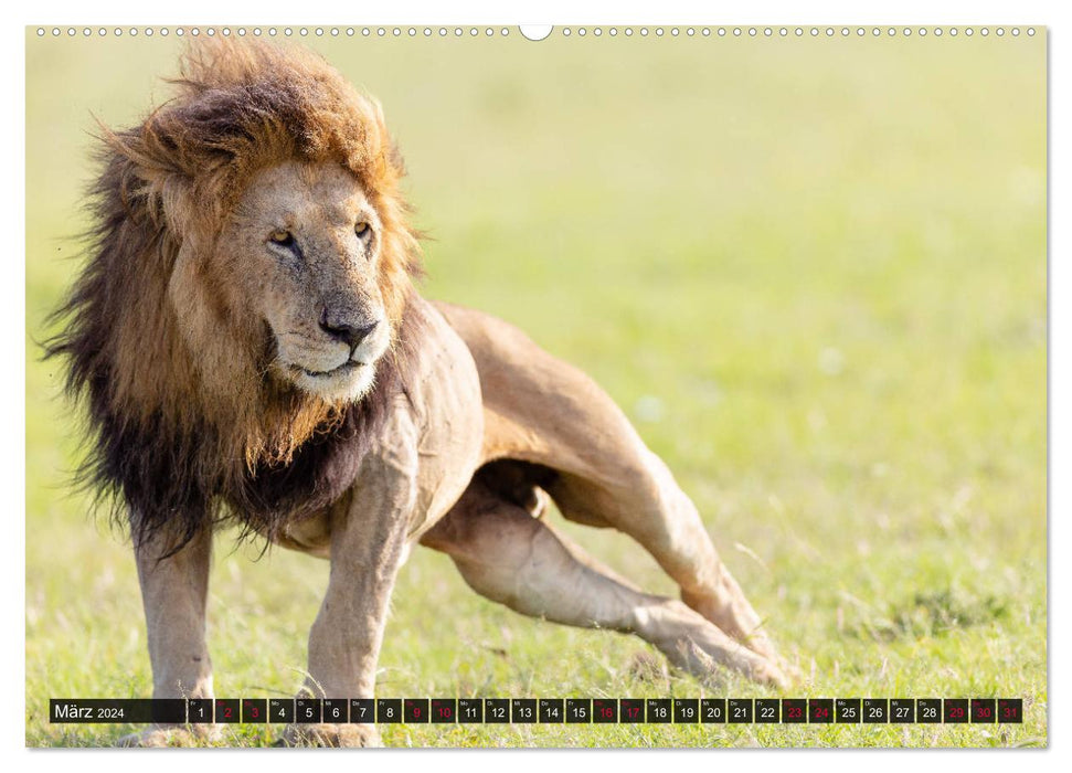Safari Africa (CALVENDO wall calendar 2024) 