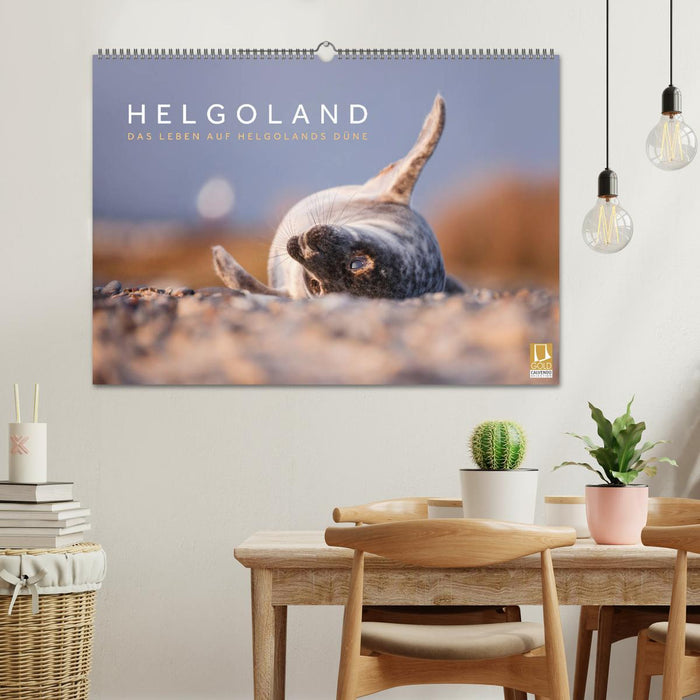 Helgoland - Life on the dunes of Heligoland (CALVENDO wall calendar 2024) 