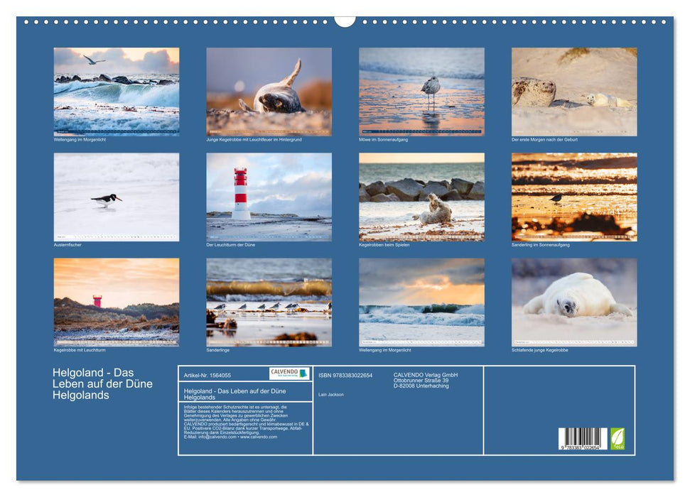 Helgoland - Life on the dunes of Heligoland (CALVENDO wall calendar 2024) 